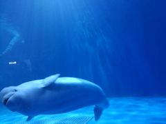 -多彩贵州城极地海洋世界