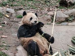 -都江堰中华大熊猫苑