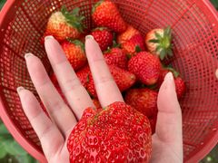 -胜丰草莓采摘园