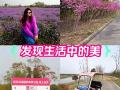 -合肥滨湖国家森林公园