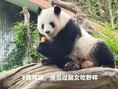 -广州动物园