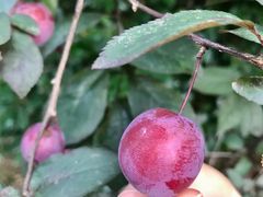 -上海市保健医疗中心