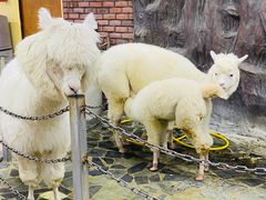 -上海大自然野生昆虫馆(东方明珠·爬宠昆虫探索中心)