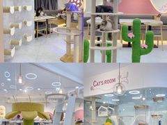 -喵园·猫主题咖啡厅·撸猫·猫咖(国贸店)