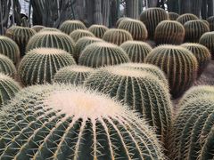 -南山植物园
