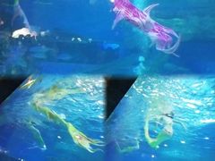 -海合安成都极地海洋公园