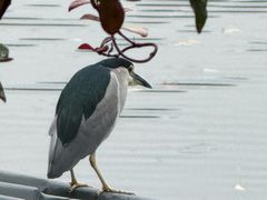 -听松楼·花园酒店·自助餐厅(红梅公园店)