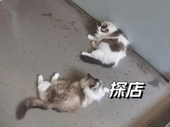 -白兔子密室(长寿路店)