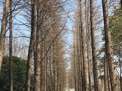 -上海滨江森林公园
