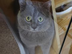 -平行世界·猫咖(首经贸店)