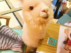 -猫色咖啡·猫咖
