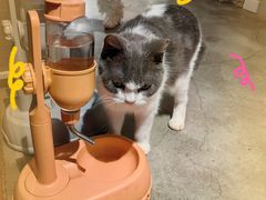 -more than meow吴止猫主题餐厅(承德 中船汇店)