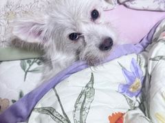 -食欲老院子荆芥疙瘩汤(经五路店)