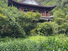 -十八棵（老龙井）御茶园(老龙井店)