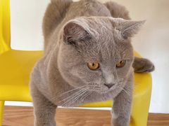 -猫にゃん · 猫的隐藏屋猫咖(麦地旗舰店)