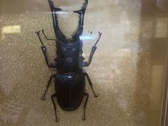 -上海大自然野生昆虫馆(东方明珠·爬宠昆虫探索中心)