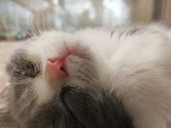-飞行喵MR PILOT|猫舍·猫咖(静安大融城店)