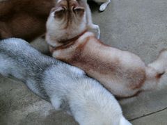 -TrueLove @ Neverland (Husky Cafe)