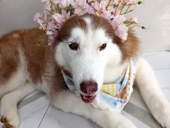 -星多哈·狗咖·拼豆·咖啡