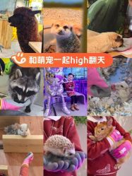 点击看大图 -神奇动物撸宠馆·羊驼·小浣熊·异宠(豫园店)