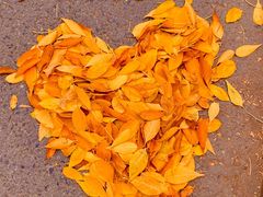 -三里屯东五街银杏大道