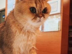 -瑞派申生动物医院·24H夜诊·国际动物医疗中心·骨外科(吴中路店)