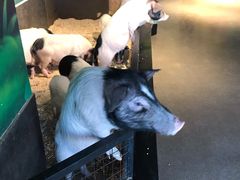 -昆明大悦城未来动物城(螺蛳湾中心店)