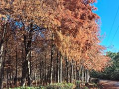 -上海海湾国家森林公园