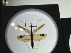 -上海昆虫博物馆