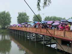 -白洋淀景区