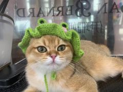 -车接车送·寄养洗护·德文猫舍(大宁店)