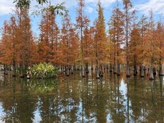 -白鹭湾湿地公园