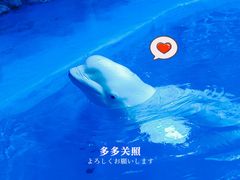 -海合安青岛极地海洋公园