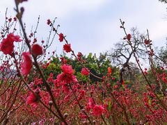 -桃花涧