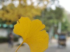 -四川大学(望江校区)