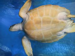 -广东惠东海龟国家级自然保护区