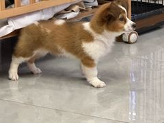 -柴犬小屋·柴餐厅·狗咖食堂(金鼎广场店)