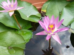 -维乐口腔医院(星海湾分院)
