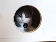 -啵啵喵·猫咖(攀华国际店)
