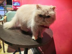 -猫色咖啡·猫咖