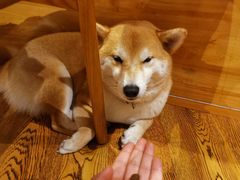 -柴务处·柴犬主题狗咖
