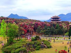 -贵州百里杜鹃风景名胜区