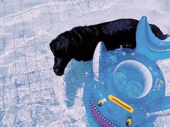 -帕帕拉兹宠物(亚洲旗舰店)