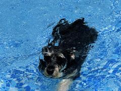 -汪说喵讲宠物乐园宠物酒店(红星美凯龙店)