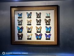 -上海昆虫博物馆