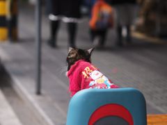 -溪岸路花鸟市场