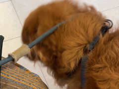 -瑞派福兴宠物医院犬猫全科·骨科·中西医结合(河东店)