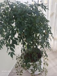 -HEYAN荷妍专业脱毛连锁机构