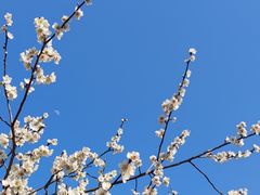 -杭州植物园