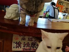 -猫色咖啡·猫咖